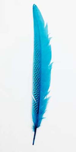 Festett ezüstfácán toll